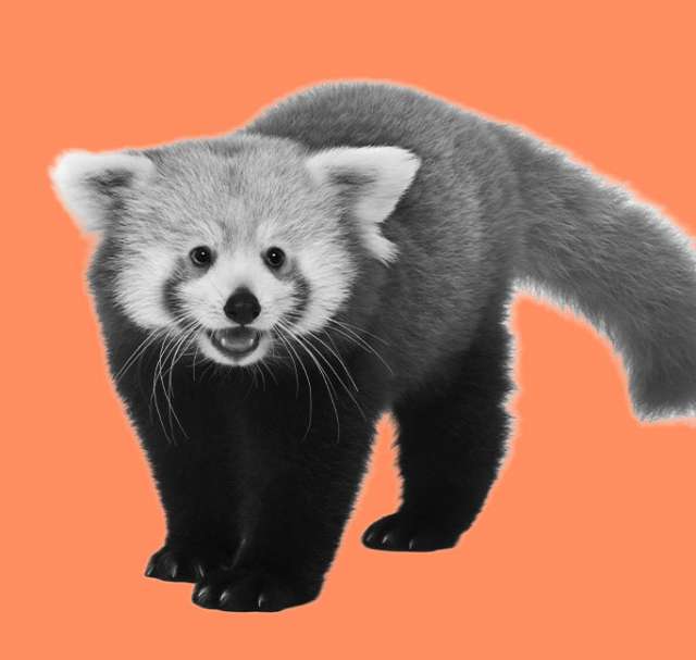 Artwork for Animals