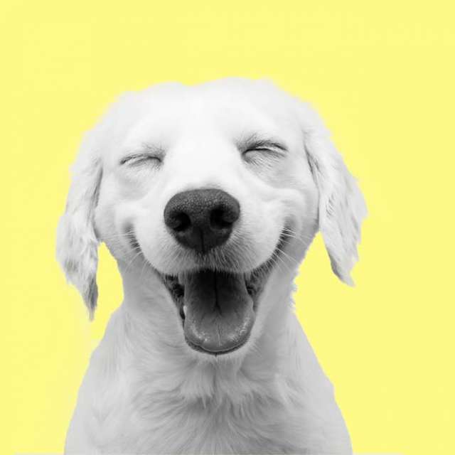 Artwork for Happy