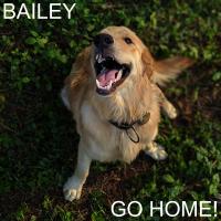 Artwork for Go Home! by Bailey
