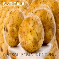 Artwork for Rumah Kentang by astral