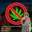 Artwork for No Ganja (Original Mix)