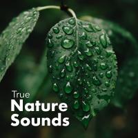 Artwork for True Nature Sounds by Rain Sounds