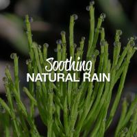 Artwork for Soothing Natural Rain by Rain Sounds