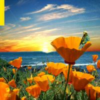 Artwork for California Poppy 2 by Rexx Life Raj