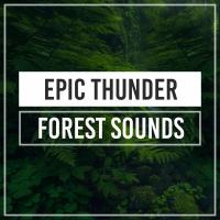 Artwork for Epic Thunder Forest Sounds by Sounds Of Nature