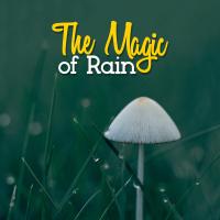 Artwork for The Magic of Rain by Rain