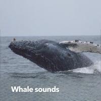 Artwork for Whale Sounds by Soothing Sounds