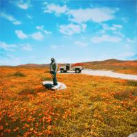 Artwork for California Poppy 3 by Rexx Life Raj