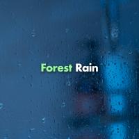 Artwork for Forest Rain by Rain Sounds