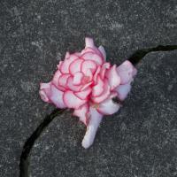 Artwork for Everything Is Falling Apart by Teenage Fanclub