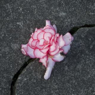 Artwork for Everything Is Falling Apart