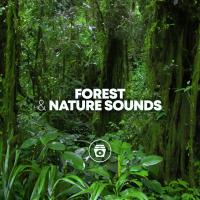 Artwork for Forest & Nature Sounds by Rain for Deep Sleep