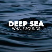 Artwork for Deep Sea by Whale Sounds