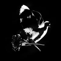 Artwork for Shoot For The Stars Aim For The Moon by Pop Smoke