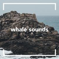 Artwork for Whale Sounds by Whale Sounds