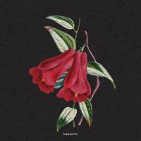 Artwork for Flowers by boy pablo