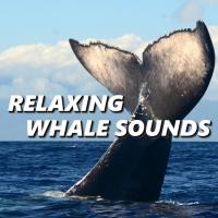 Whale Sounds