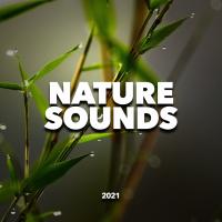 Artwork for Nature Sounds by Rain Sounds