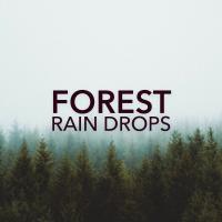 Artwork for Forest Rain Drops by Rain Sounds