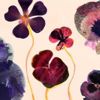 Artwork for Flowers by Panama