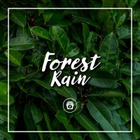 Artwork for Forest Rain by Nature Sounds Nature Music