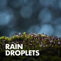 Artwork for Rain Droplets by Rain Sounds