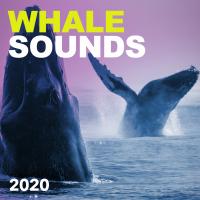 Artwork for Whale Sounds by Whale Sounds