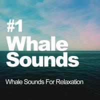 Artwork for #1 Whale Sounds by Whale Sounds For Relaxation