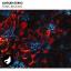 Artwork for Tonic Blooms (Original Mix)