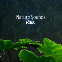 Artwork for Nature Sounds: Rain by Rain Sounds Nature Collection