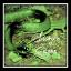 Artwork for Snakes in the Grass
