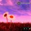 Artwork for African Daisies (Nicolas Nucchi Météo Remix)