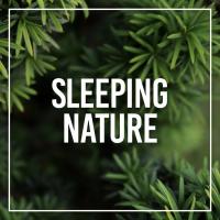 Artwork for Sleeping Nature by Rain Sounds