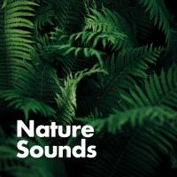 Artwork for Nature Sounds by Rain Sounds