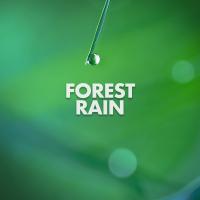 Artwork for Forest Rain by Rain Sounds