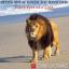 Artwork for Fiery Eyes of A Lion (Remix)