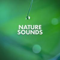 Artwork for Nature Sounds by Nature Sounds Nature Music