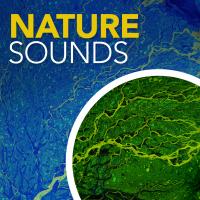 Artwork for Nature Sounds by Soothing Sounds