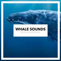 Artwork for Whale Sounds by Whale Sounds