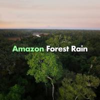 Artwork for Amazon Forest Rain by Rain Sounds