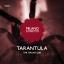 Artwork for Tarantula (Original Mix)