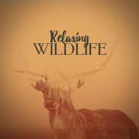 Artwork for Relaxing Wildlife by Sounds of Nature Relaxation