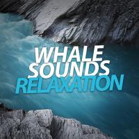 Artwork for Whale Sounds Relaxation by Whale Sounds For Relaxation