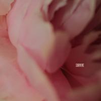 Artwork for Survive by Lewis Capaldi