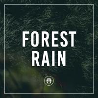 Artwork for Forest Rain by White Noise Therapy