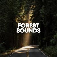 Artwork for Forest Sounds by Nature Sounds Nature Music