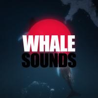 Artwork for Whale Sounds by Whale Sounds For Relaxation