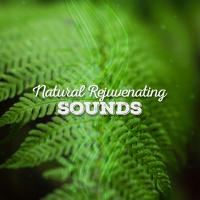 Artwork for Natural Rejuvenating Sounds by Sounds of Nature Relaxation