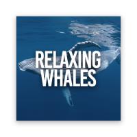 Artwork for Relaxing Whales by Sleep Sounds of Nature