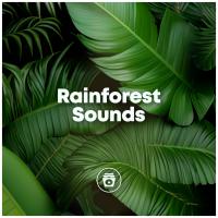 Artwork for Rainforest Sounds by Soothing Music